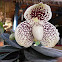 Slipper Orchid