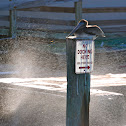 Juvenile Brown Pelican