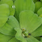 Water lettuce / water cabbage