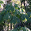 Chinese Parasol Tree