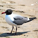 Gaviota reidora. Black-headed gull 