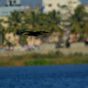 Oriental Darter