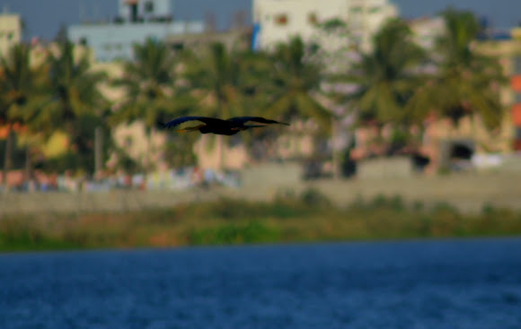 Spotting Image 1