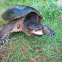 Common snapping turtle