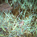 spring peeper