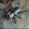 Ironclad Beetle