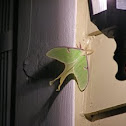 Luna Moth