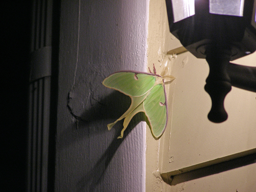 Spotting Image 1