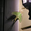 Luna Moth