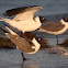 Laughing Gull