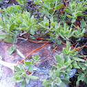 Pinemat Manzanita