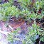 Pinemat Manzanita