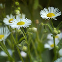 Erigeron