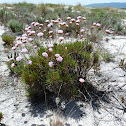 Spiny Thrift (Cravo-das-areias)