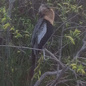 Anhinga (female)