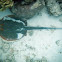Blue-spotted ribbontail ray