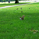 Gray squirrel