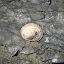 Shield limpet