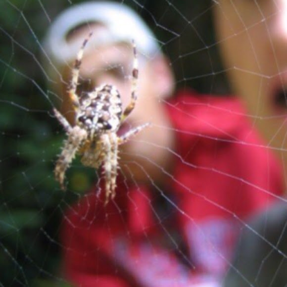 Spotting Image 1