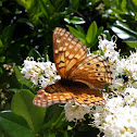 Tawny Emperor