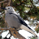 Clark's Nutcracker