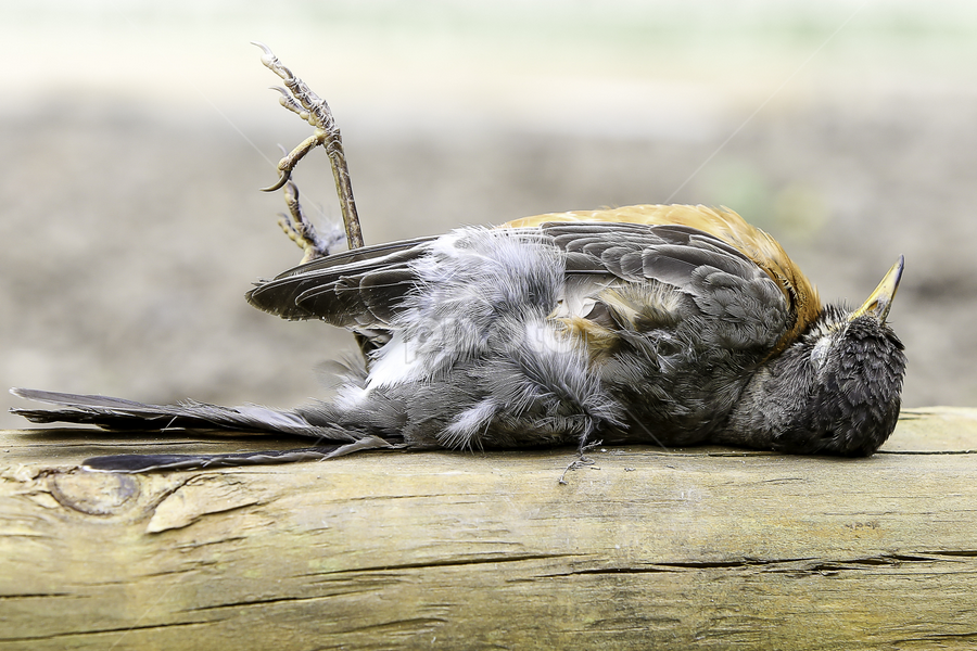 Dead As A Doornail Birds Animals Pixoto