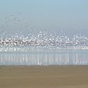 Snow Geese