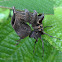 Lobster Moth Caterpillar