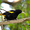 Yellow-winged Cacique