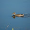 Northern Shoveler - female