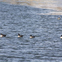 Cackling Geese*