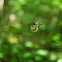 Tussock Moth Caterpillar