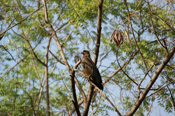 Spotting Image 1