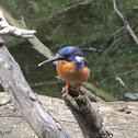 Azure Kingfisher