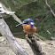 Azure Kingfisher