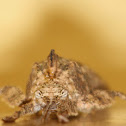 Katydid
