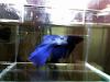 Peces Betta Splendens