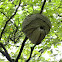 Wasp nest
