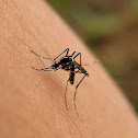 Mosquito