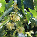 Small-leaved Linden