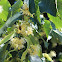 Small-leaved Linden
