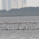 Raft of ducks