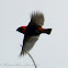 Southern Red Bishop
