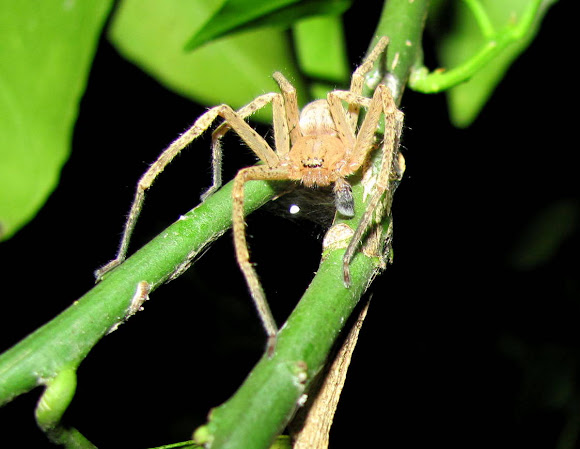Spotting Image 1