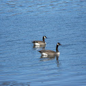 Canada Goose