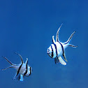 Banggai cardinalfish