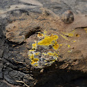 Unknown Fungus