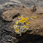Unknown Fungus