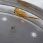Fairy Shrimp