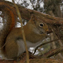 Chipmunk